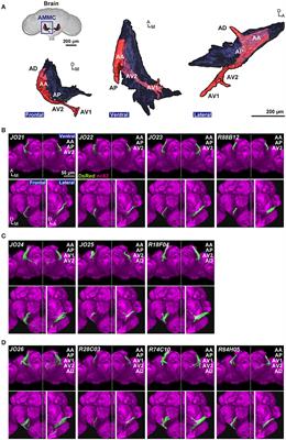 Anatomic and Physiologic Heterogeneity of Subgroup-A Auditory Sensory Neurons in Fruit Flies